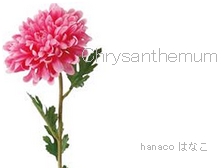 chrysanthemum-1