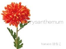 chrysanthemum-2