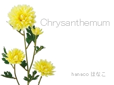 chrysanthemum-3