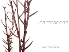 Rhamnaceae