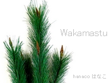 Wakamastu