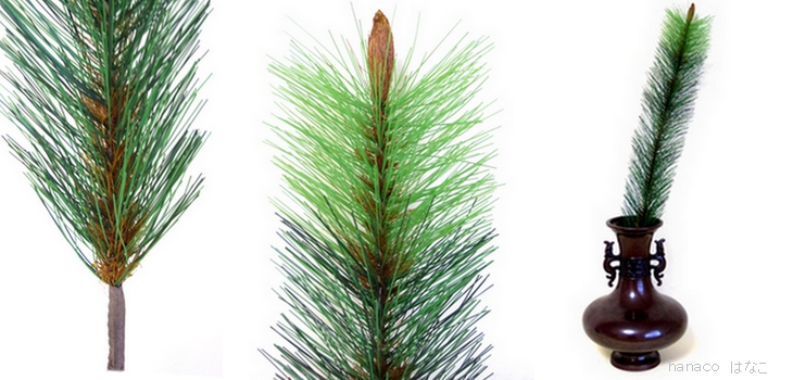 Single Pine Detail