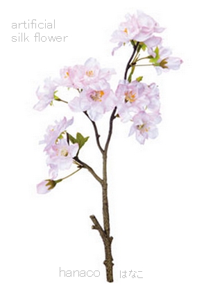 Sakura-Blanch